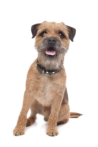 A young border terrier sitting neatly to attention