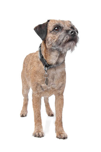 A young border terrier with a lovely, short, wiry coat