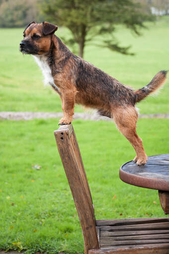 An adult male border terrier showing off its healthy, long body