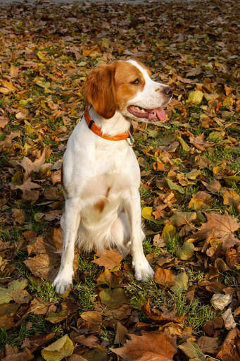 A lovely, little brittany puppy with a short, soft coat