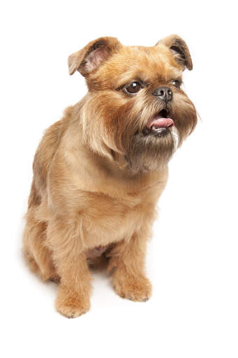 An adult brussels griffon with a beatifully groomed brown coat