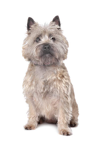 A beautifully trimmed adult cairn terrier sitting neatly