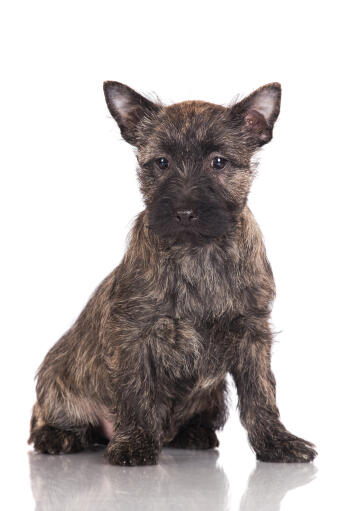 Cairn terrier shop mix hypoallergenic