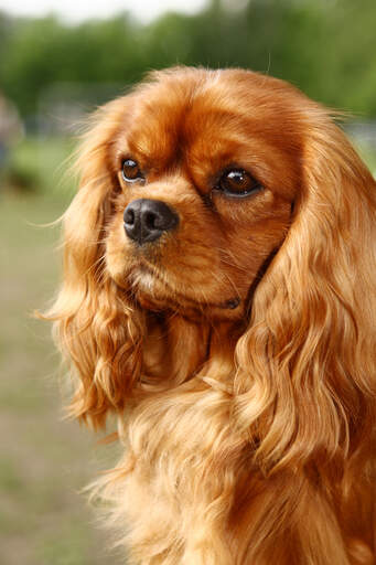 A close up of a cavalier king charles spaniel's beautiful long, soft ears