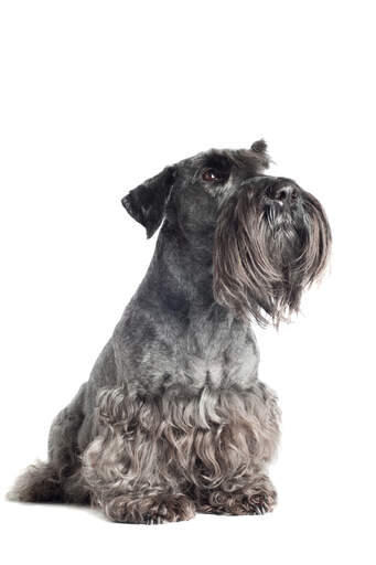 A cesky terrier sitting neatly, waiting for some attention from it's owner