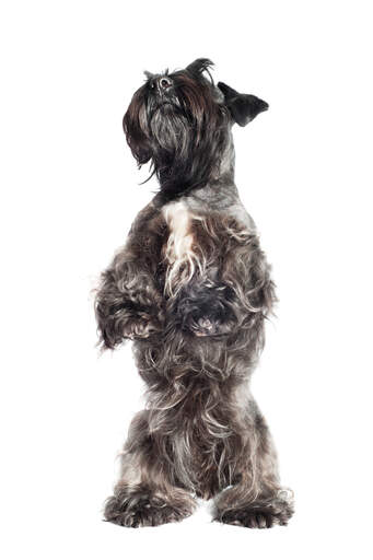 A young cesky terrier standing on it's backlegs wanting some attention