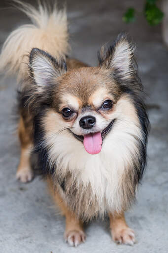 A healthy adult chihuahua with a beautifully groomed coat