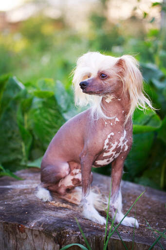 Chinese Crested Dogs | Dog