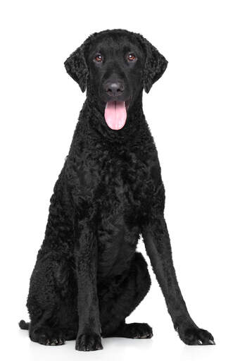 A black, young adult curly coated retriever sitting tall