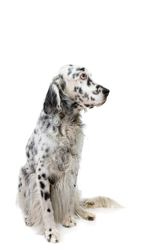 A mature english setter with a beautiful long black and white coat