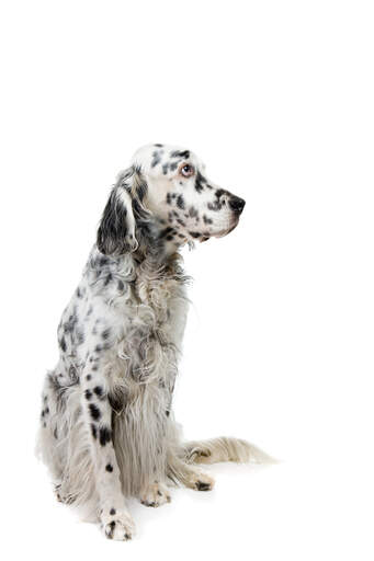 Black and white setter on sale
