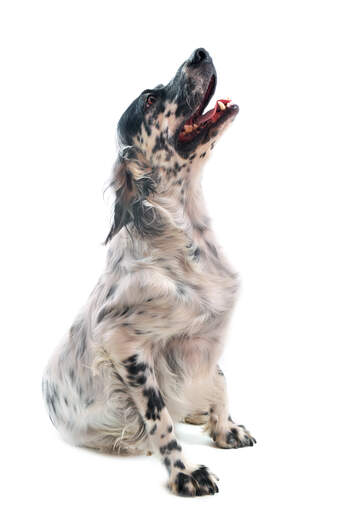 A young adult english setter with an interesting black and white coat