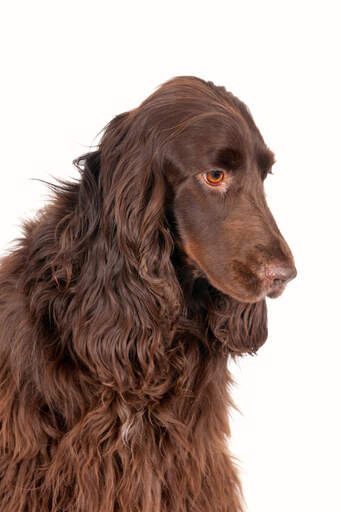 A pretty field spaniel thinking doggy thoughts