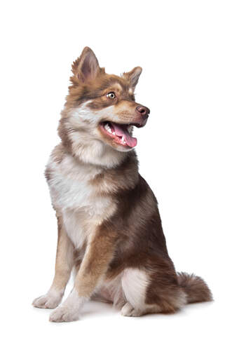 A healthy adult finnish lapphund with beautiful tall pointed ears