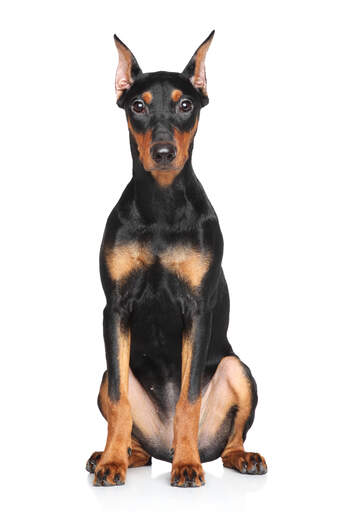 A beautiful young german pinscher eager for a game