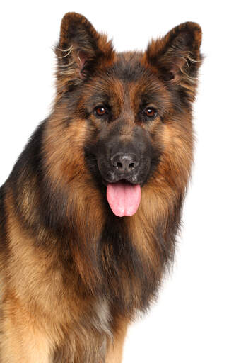 A lovely long coated german shepherd with beatiful tall ears