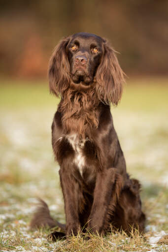 A majestic german longhaired pointer sitting in the countryside
