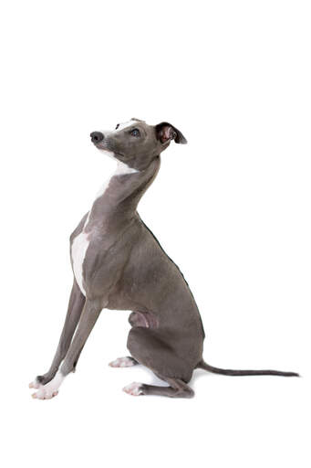 A beautiful grey and white adult italian greyhound sitting very attentively