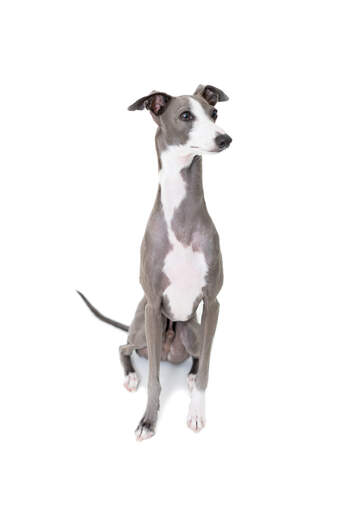 An adult italian greyhound sitting neatly awaiting a command