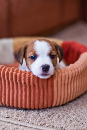 A wonderful little jack russell terrier puppy, resting in it's bed