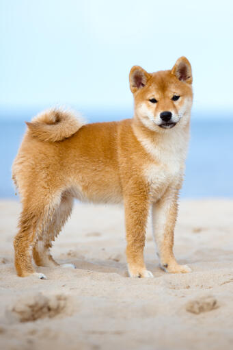 A growing young japanese shiba inu showing off it's wonderful bushy tail