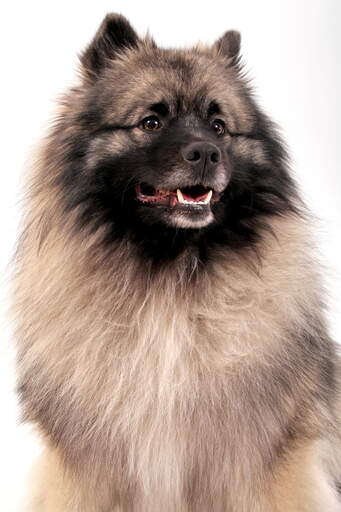 A close up of keeshond's beautiful thick coat with lovely colour patterns