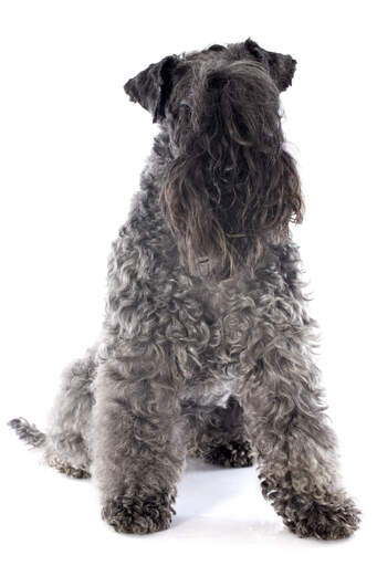An adult kerry blue terrier showing off its beautiful, long beard and fringe
