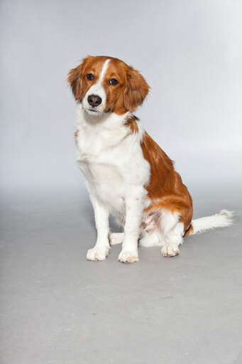 A kooikerhondje sitting very neatly, waiting for its next command