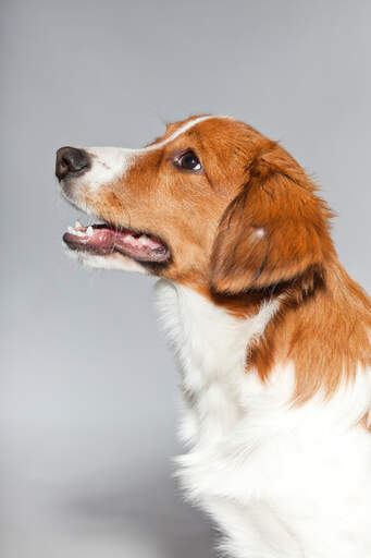 A close up of a kooikerhondje's beautiful long nose and soft white coat