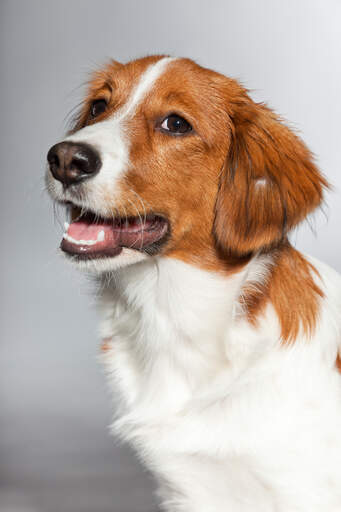 A close up of a kooikerhondje's incredible soft brown and white coat