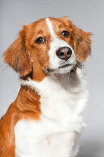 A close up of a kooikerhondje's incredibly stern face