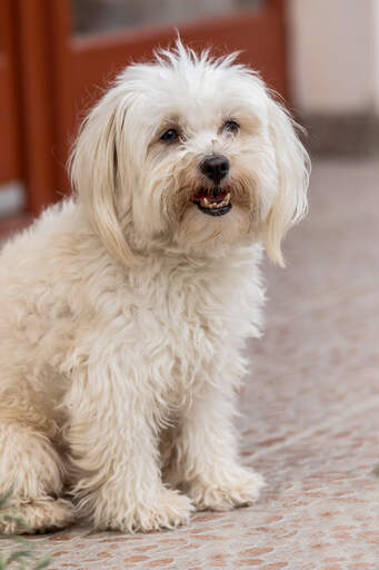 A beautiful, little maltese with a lovely, soft, white coat