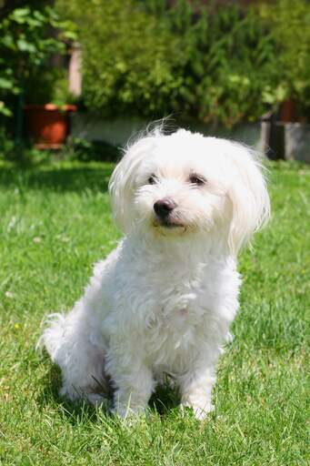 Maltese terrier clearance full grown