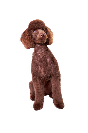 A lovely little chocolate brown miniature poodle sitting very attentively