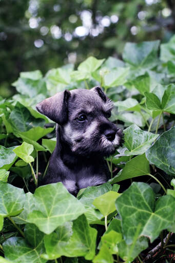 A wonderful miniature schnauzer's head poking out of the bushes