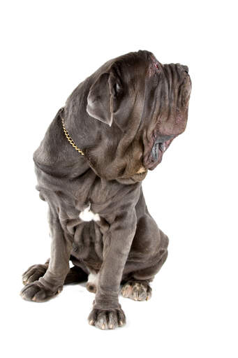 A beautiful neapolitan mastiff, showing off it's giant paws