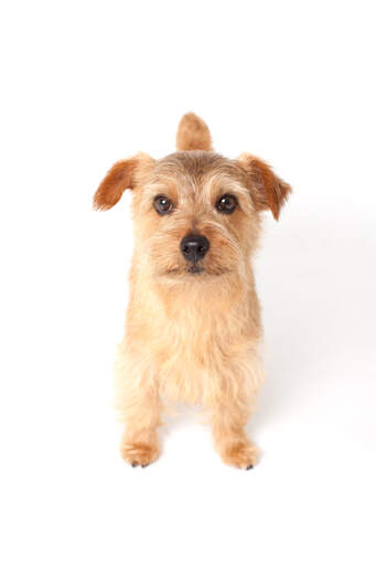 A norfolk terrier standing tall, waiting for some attention