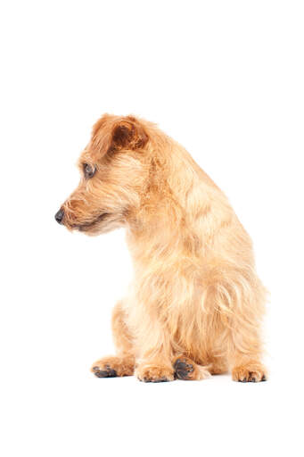 A beautiful little norfolk terrier with a healthy, thick, wiry coat