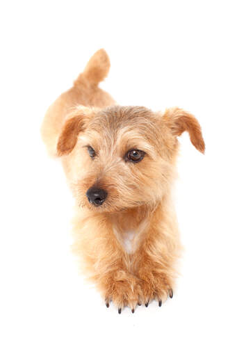 A handsome little norfolk terrier stretching out its legs and claws