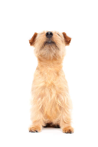 A lovely little norfolk terrier sitting very neatly