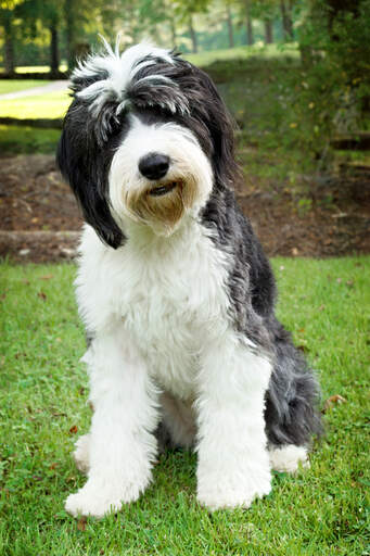 Old english sheepdog newfoundland mix hot sale
