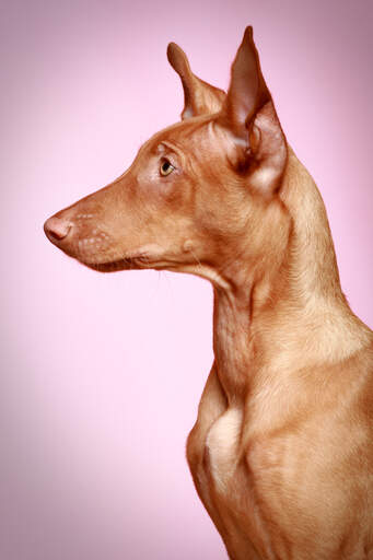 A beautiful profile of a healthy, adult pharaoh hound