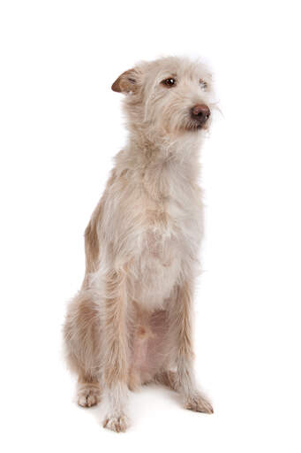 A healthy adult portuguese podenGo sitting neatly