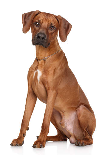 Ridgeback hotsell hound dog
