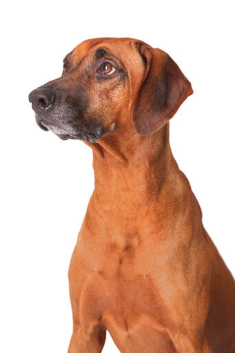 The stricking head of a wonderfully proud rhodesian ridgeback