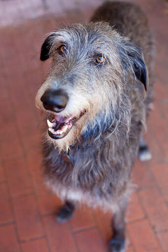 A close up of a scottish deerhound's wonderful, wiry coat