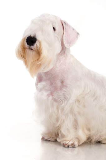 A sealyham terrier's incredible scruffy beard and beautifully soft, white coat