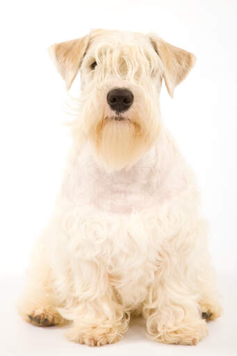 A sealyham terrier with its typically sharp ears, sitting neatly