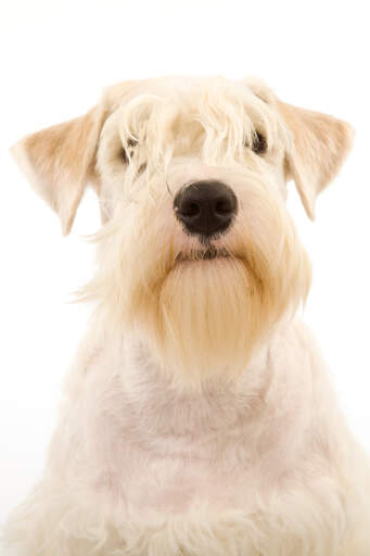 A lovely little sealyham terrier, showing off its beautiful blonde fringe and beard