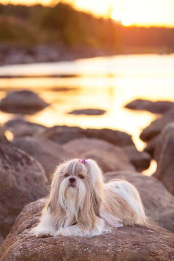 A shih tzu with a beautiful, long coat lying on a rock